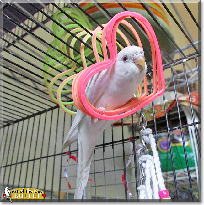 Bullet, the Pet of the Day Bullet, the Pet of the Day