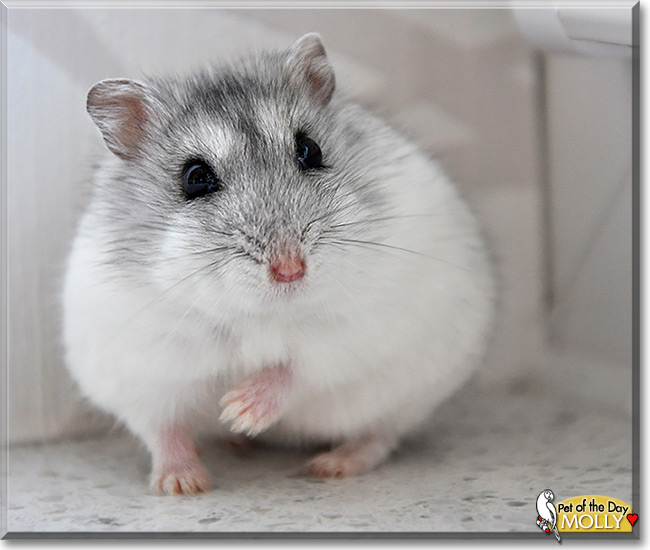 Molly, the Pet of the Day Molly, the Pet of the Day