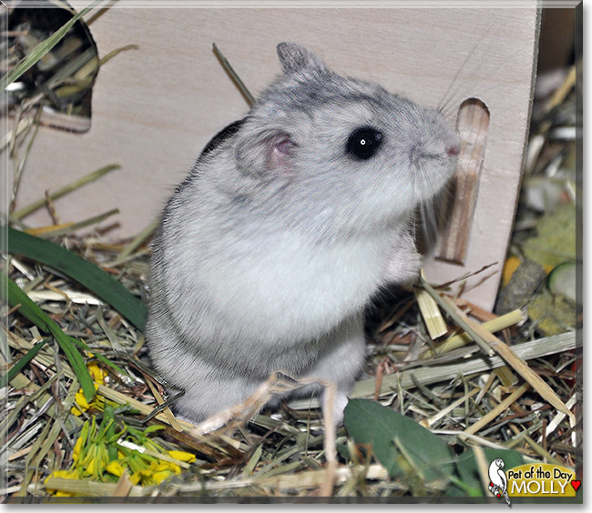 Molly, the Pet of the Day Molly, the Pet of the Day