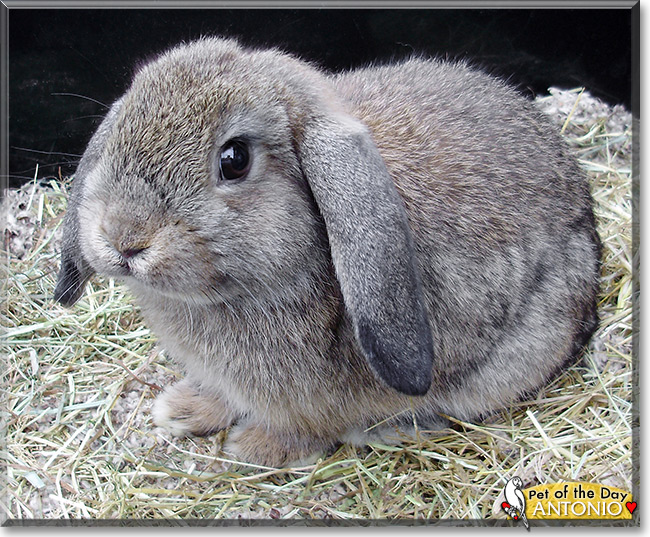 Antonio, the Pet of the Day Antonio, the Pet of the Day