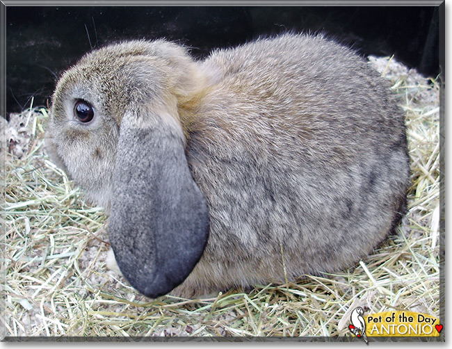 Antonio, the Pet of the Day Antonio, the Pet of the Day