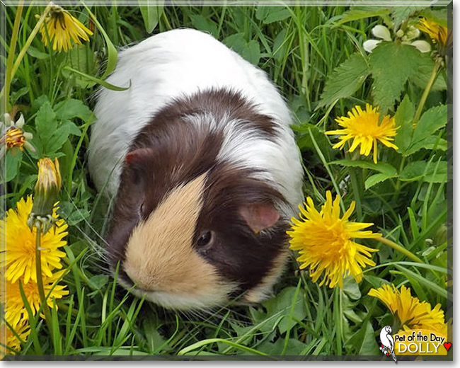 Dolly, the Pet of the Day