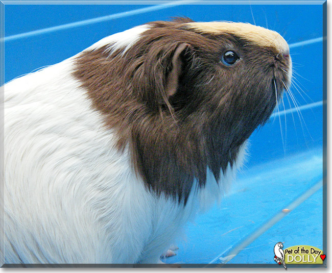 Dolly, the Pet of the Day