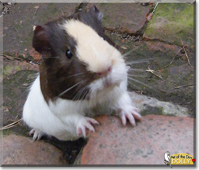 Dolly, the Pet of the Day