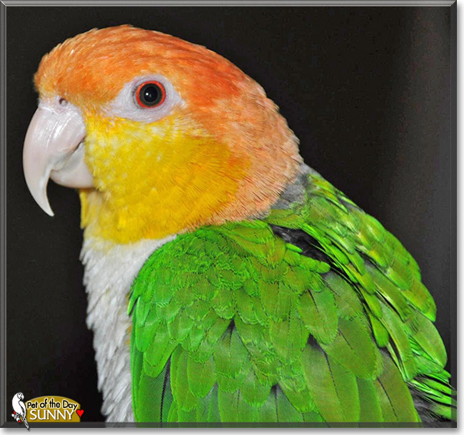 Sunny, the Pet of the Day Sunny, the Pet of the Day