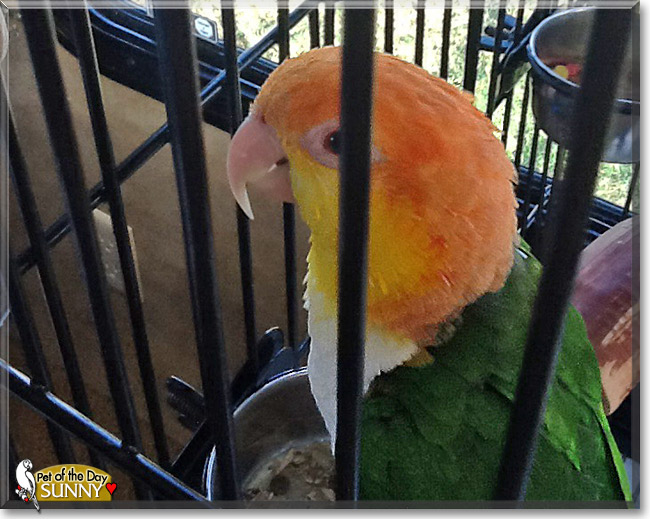Sunny, the Pet of the Day Sunny, the Pet of the Day