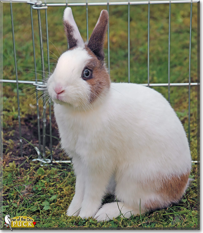 Puck, the Pet of the Day Puck, the Pet of the Day