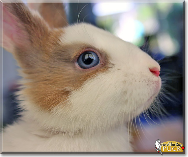 Puck, the Pet of the Day Puck, the Pet of the Day