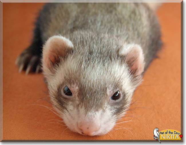 Nikita, the Pet of the Day Nikita, the Pet of the Day