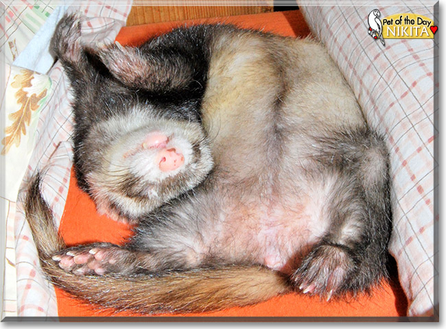 Nikita, the Pet of the Day Nikita, the Pet of the Day