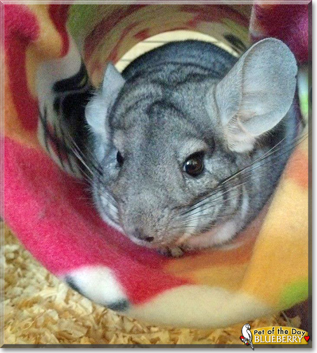 Blueberry, the Pet of the Day Blueberry, the Pet of the Day