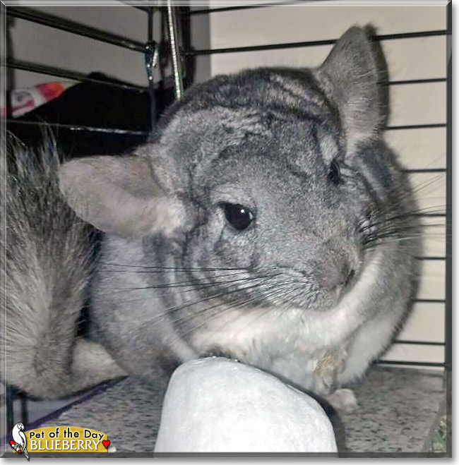 Blueberry, the Pet of the Day Blueberry, the Pet of the Day