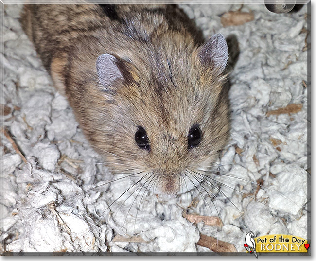 Rodney McKay, the Pet of the Day Rodney McKay, the Pet of the Day