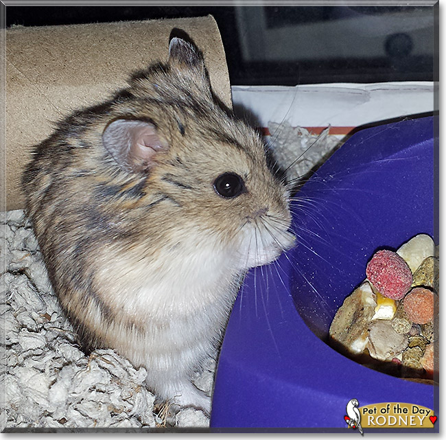 Rodney McKay, the Pet of the Day Rodney McKay, the Pet of the Day