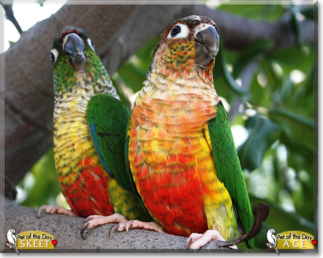 Ace and Skeet, the Pet of the Day Ace and Skeet, the Pet of the Day