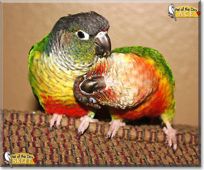 Ace and Skeet, the Pet of the Day Ace and Skeet, the Pet of the Day