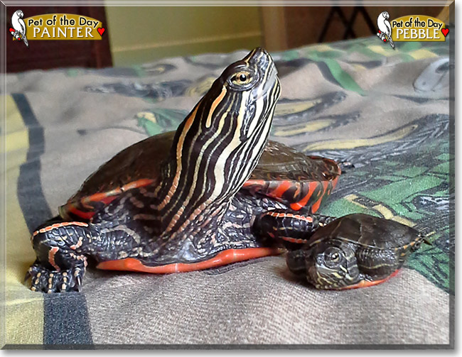 Painter, Pebbles, the Pet of the Day Painter, Pebbles, the Pet of the Day