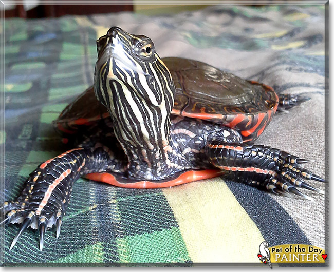 Painter, Pebbles, the Pet of the Day Painter, Pebbles, the Pet of the Day