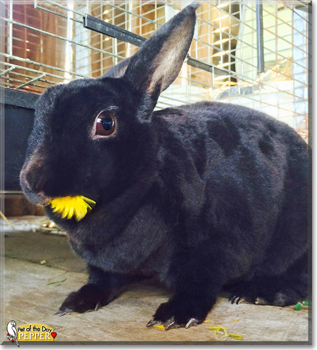 Pepper, the Pet of the Day Pepper, the Pet of the Day