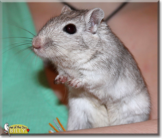Billy, the Pet of the Day Billy, the Pet of the Day