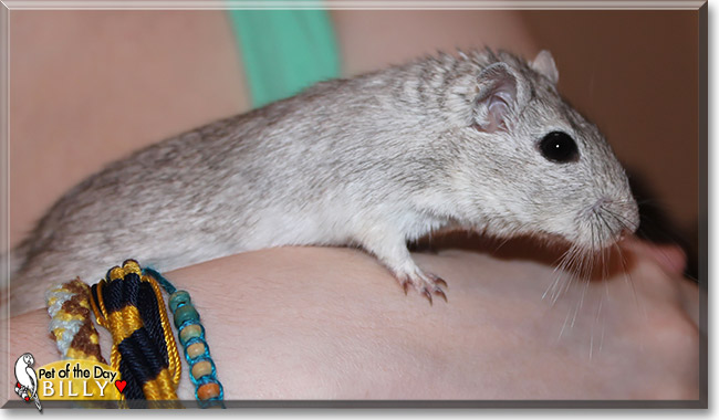Billy, the Pet of the Day Billy, the Pet of the Day