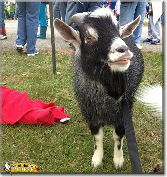 Pepper, the Pet of the Day Pepper, the Pet of the Day