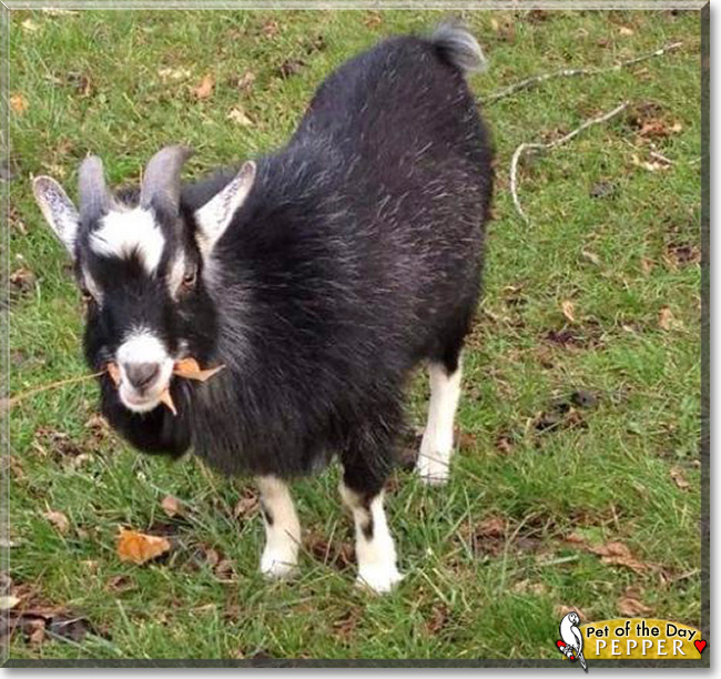 Pepper, the Pet of the Day Pepper, the Pet of the Day