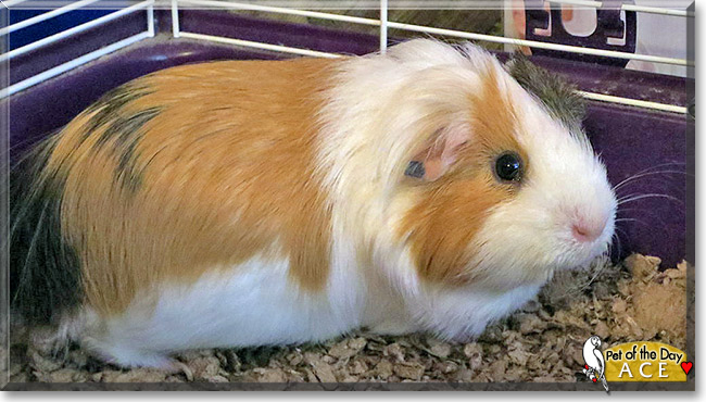 Ace, the Pet of the Day Ace, the Pet of the Day