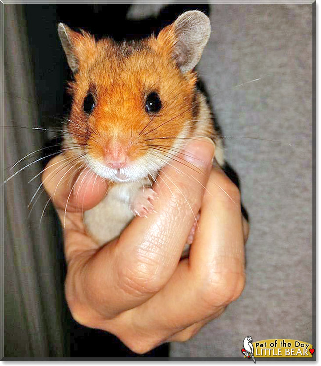 Little Bear, the Pet of the Day