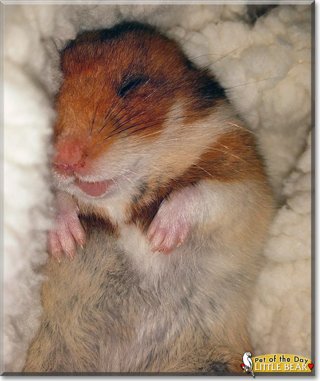 Little Bear, the Pet of the Day