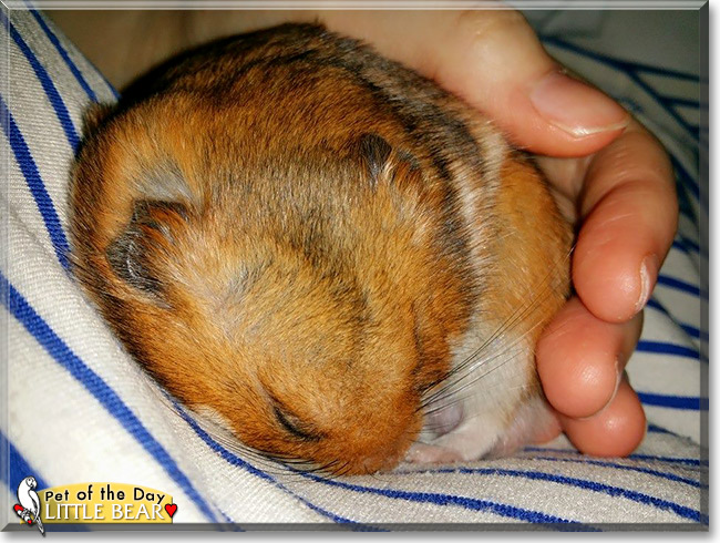 Little Bear, the Pet of the Day