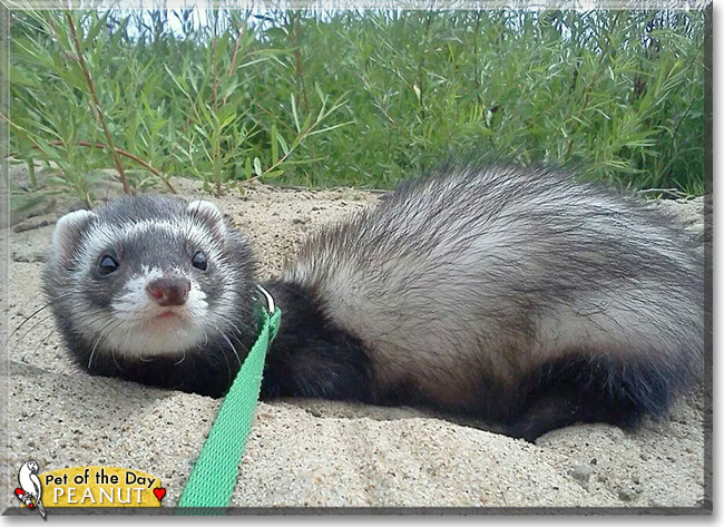 Peanut, the Pet of the Day Peanut, the Pet of the Day
