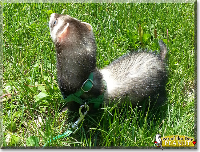 Peanut, the Pet of the Day Peanut, the Pet of the Day