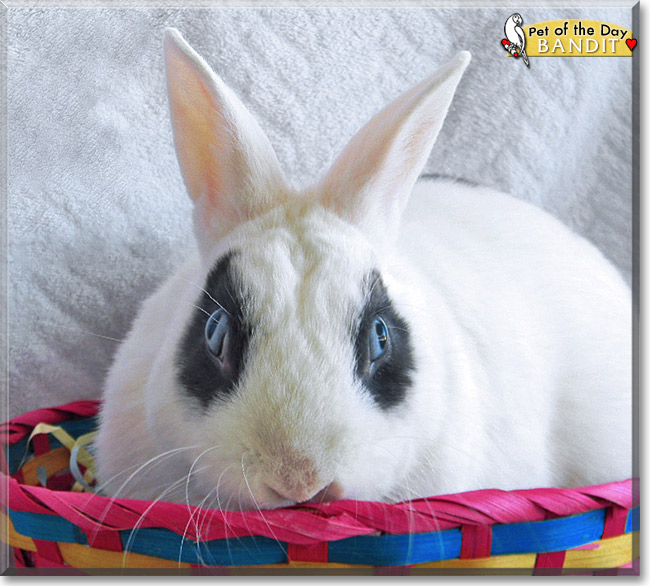 Bandit, the Pet of the Day Bandit, the Pet of the Day