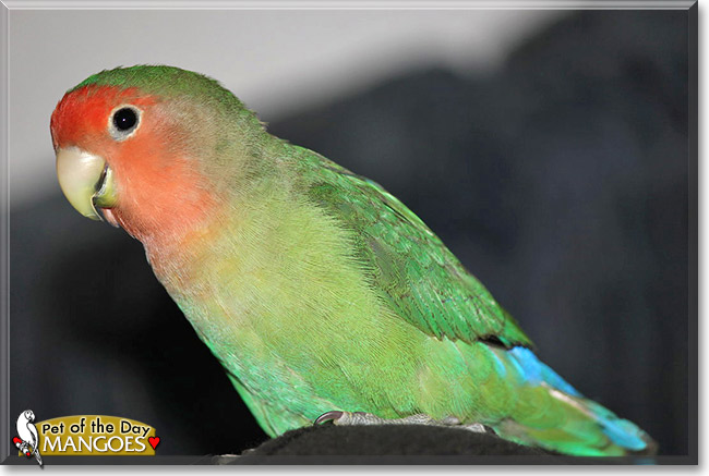 Mangoes, the Pet of the Day Mangoes, the Pet of the Day