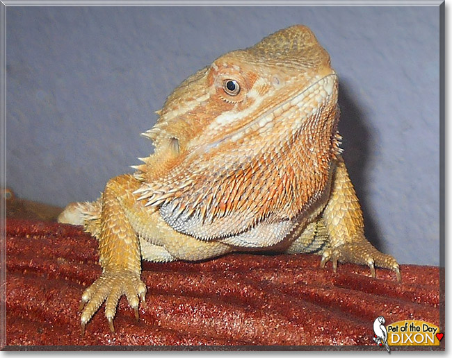 Dixon, the Pet of the Day Dixon, the Pet of the Day