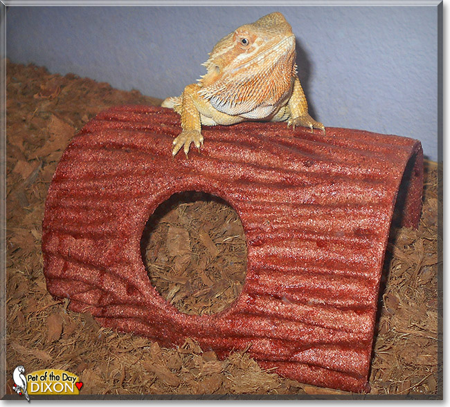 Dixon, the Pet of the Day Dixon, the Pet of the Day