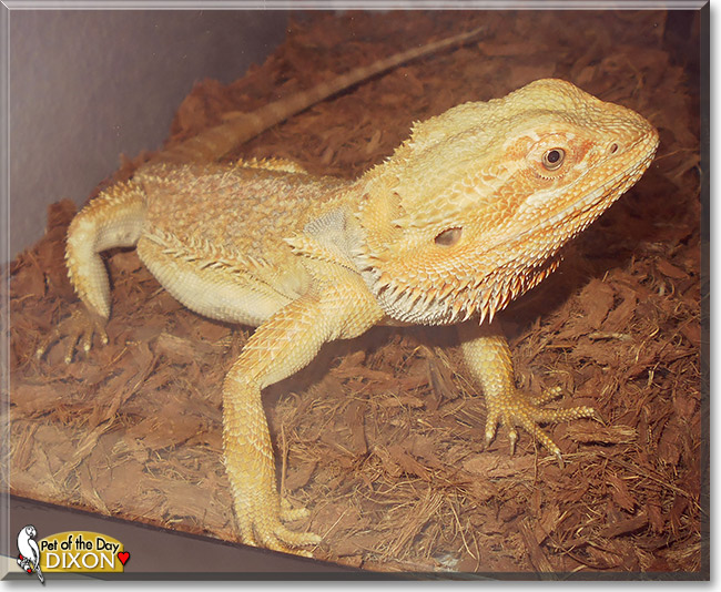 Dixon, the Pet of the Day Dixon, the Pet of the Day