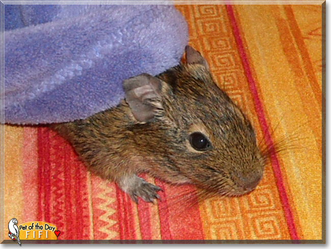 Fifi, the Pet of the Day Fifi, the Pet of the Day