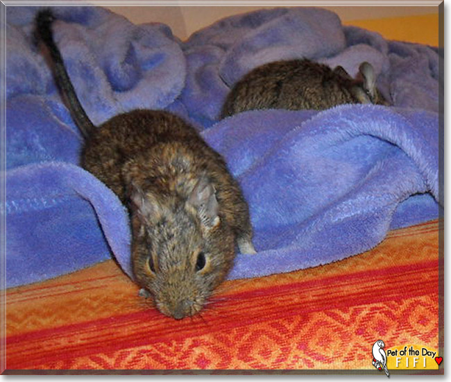 Fifi, the Pet of the Day Fifi, the Pet of the Day