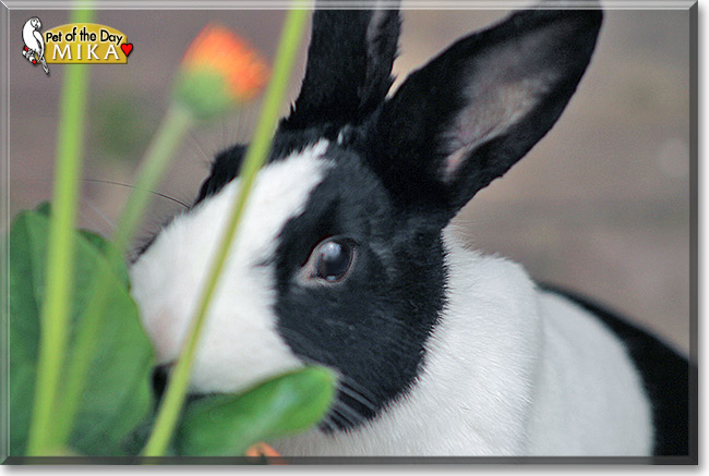 Mika, the Pet of the Day Mika, the Pet of the Day