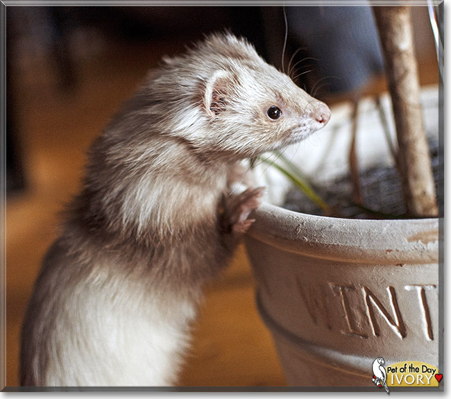 Ivory, the Pet of the Day Ivory, the Pet of the Day
