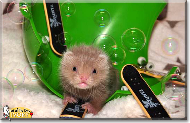 Ivory, the Pet of the Day Ivory, the Pet of the Day