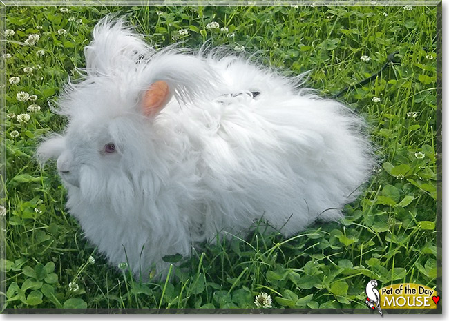 Mouse, the Pet of the Day Mouse, the Pet of the Day