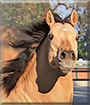 Wyatt the Quarter Horse
