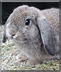 Antonio the Lop Rabbit