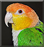 Sunny the Caique Parrot