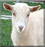 Dudley the Nigerian Dwarf Goat