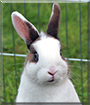 Puck the Rabbit