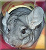 Blueberry the Chinchilla